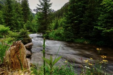 Yeşil doğada akan güzel bir sel, doğa koruma alanında yürürken.