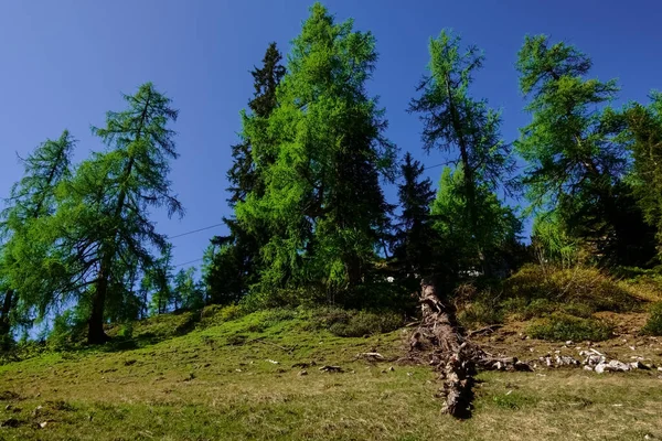 Πράσινα Δέντρα Και Γαλάζιο Ουρανό Ενώ Πεζοπορία Στα Βουνά Και — Φωτογραφία Αρχείου