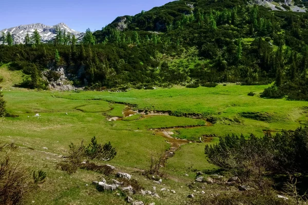 Зелений Луг Трохи Висушеним Струмком Горах — стокове фото