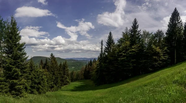 Piste Ski Verte Avec Des Arbres Sur Bord Dans Vue — Photo