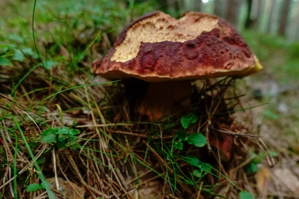 Steinpilze Waldboden Mit Pflanzen — Stockfoto