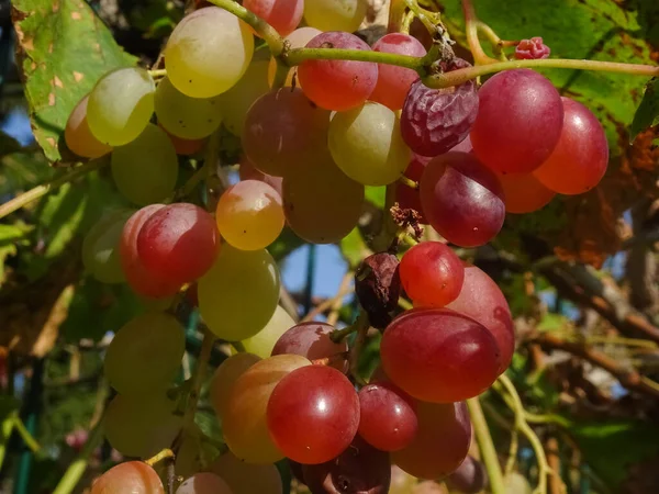 Delicious Green Red Sweet Grapes Sun — Stock Photo, Image