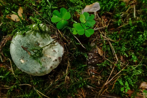 Tłusty Zielony Grzyb Brittlegill Podłodze Lasu Zielonym Mchem — Zdjęcie stockowe