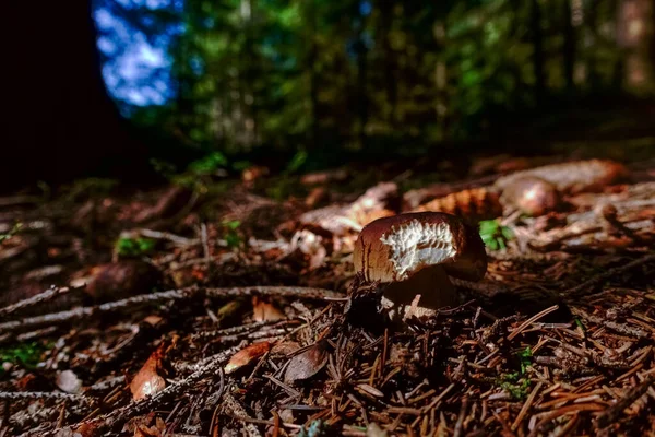 Petit Champignon Bolete Pin Sur Sol Forestier Avec Des Aiguilles — Photo