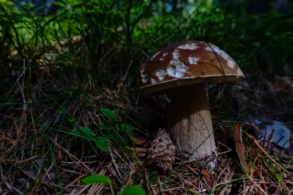 Champignon Bolete Pin Seul Cône Pin Dans Forêt — Photo