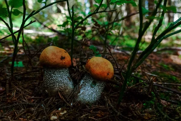 Dos Pequeños Boletes Rojos Hongo Suelo Del Bosque —  Fotos de Stock