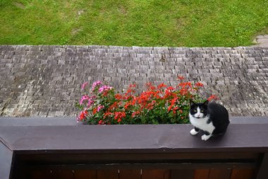 Terasta oturan siyah beyaz kedi Çiçekler ve bakışlarla