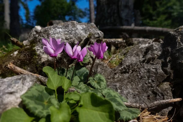 Cyclamen Alpin Entre Les Rochers Soleil Automne — Photo