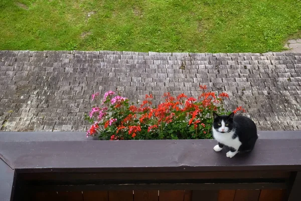 Terasta oturan siyah beyaz kedi Çiçekler ve bakışlarla