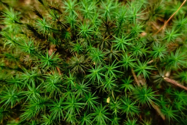 Mousse Verte Fraîche Dans Forêt Vue Près — Photo