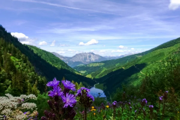 Flores Color Lila Durante Senderismo Las Montañas Verdes Con Lago — Foto de Stock