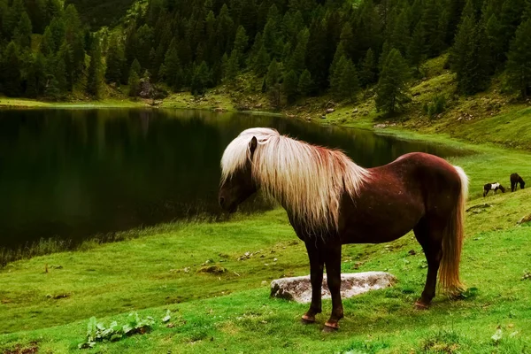 Bruin Wit Paard Met Prachtig Haar Staat Een Bergmeer — Stockfoto