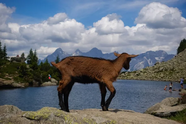 Horská Koza Horském Jezeře Stojí Skále Výhledem Krajiny — Stock fotografie