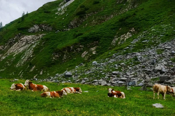 Beaucoup Vaches Allongées Dans Herbe Verte Dans Les Montagnes Tout — Photo