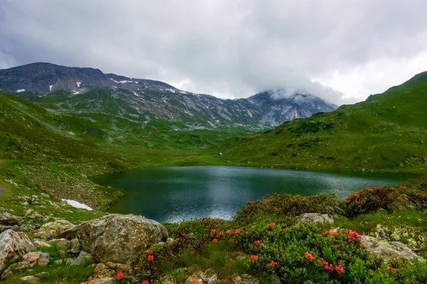 Meravigliosi Fiori Piante Lago Montagna Durante Escursioni Estate — Foto Stock