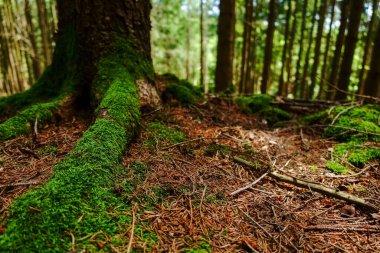 Yeşil taze yosun ormandaki bir ağacın köklerinde yürürken.