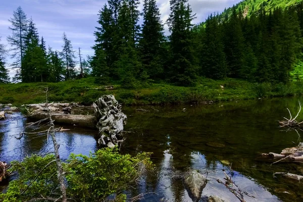 Alter Weißer Knorriger Baum Wasser Eines Bergsees Mit Vielen Grünen — Stockfoto