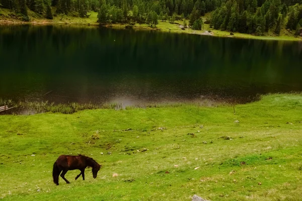一匹棕色的马在一个美丽的绿色山谷里 有一个湖 — 图库照片