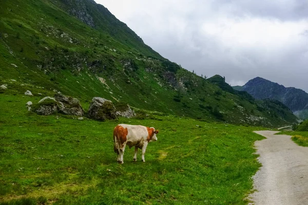 Jedna Kráva Stojí Blízkosti Prašné Silnice Zelených Horách Při Pěší — Stock fotografie