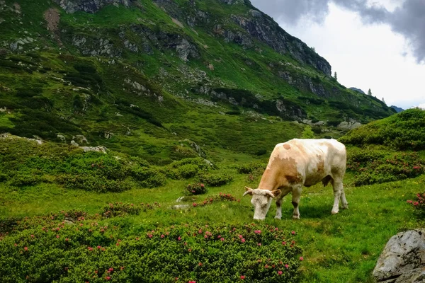 Jediná Kráva Slunci Zelené Louce Při Turistice Horách — Stock fotografie
