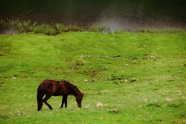 Jediný Hnědý Kůň Zelené Louce Jezera Horách — Stock fotografie