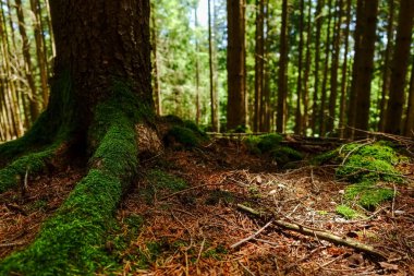 Ormandaki bir ağacın köklerinde yeşil yosun var.