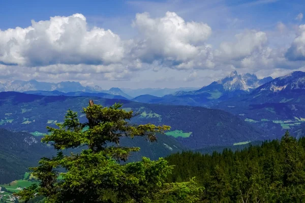 Enkele Groene Boom Prachtig Uitzicht Een Berglandschap — Stockfoto