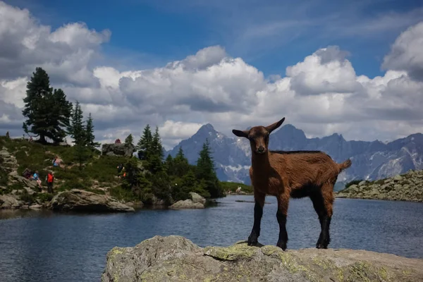 Horská Koza Stojí Skále Horského Jezera Dívá Kamery Při Pěší — Stock fotografie