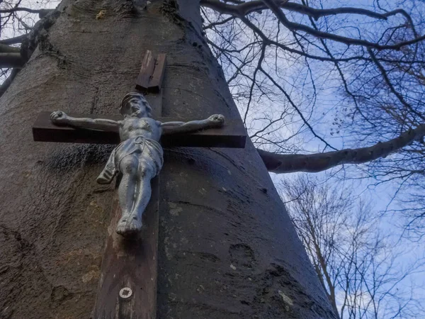 Kruis Met Jezus Een Grote Oude Boom Het Bos Links — Stockfoto