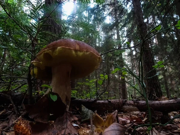 Grande Cogumelo Boleto Uma Floresta Com Uma Visão Sol Brilhante — Fotografia de Stock