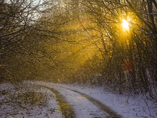 Теплое Сияющее Солнце Между Деревьями Время Прогулки Лесу Снегом — стоковое фото