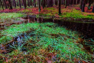 Kışın yürürken ormandaki küçük bir gölette taze yeşil çimenler.