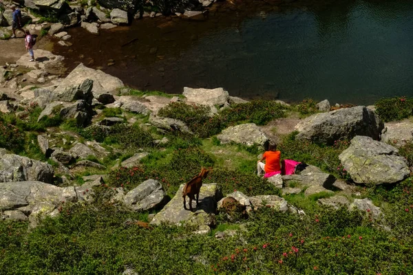 Koza Górska Patrzy Kobietę Siedzącą Latem Jeziorze — Zdjęcie stockowe