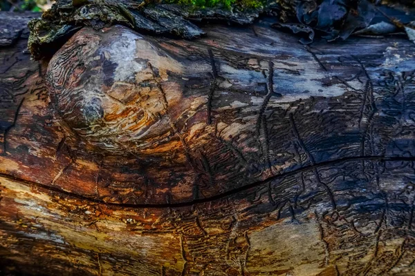 Bark Beetle Tracks Old Gnarled Tree Bark Forest — Stock Photo, Image