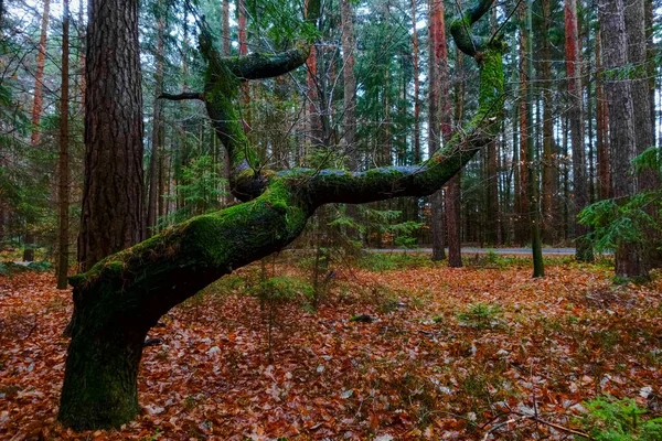 Creatieve Boom Met Groen Mos Het Bos Tijdens Het Wandelen — Stockfoto