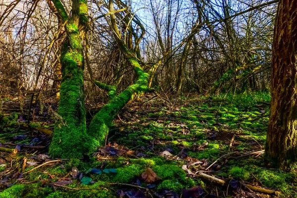 Fresh Green Moss Old Tree Brook Forest — Stock Photo, Image