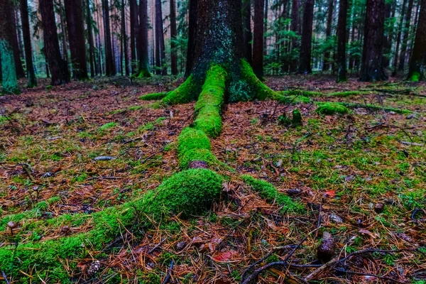 Свіжий Зелений Мох Корені Дерева Лісі Взимку — стокове фото