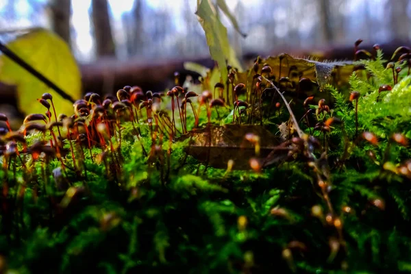 Pequenas Plantas Marrons Musgo Verde Floresta Inverno — Fotografia de Stock