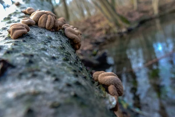 Kis Gombák Egy Öreg Kérgén Télen — Stock Fotó