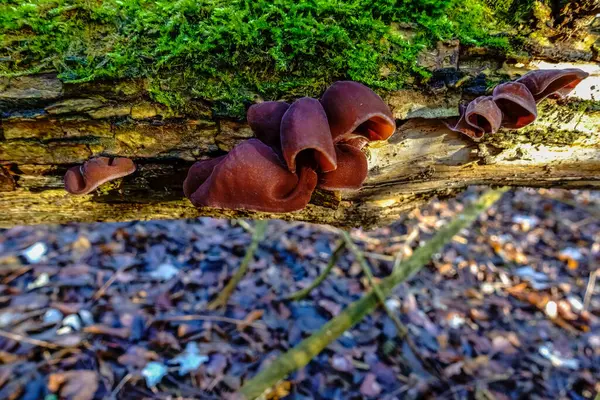 苔のある古い木の上の健康な木の耳キノコ — ストック写真