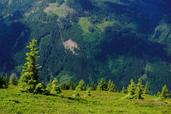 Pinetrees Individuais Uma Montanha Verde Enquanto Caminhadas Férias — Fotografia de Stock