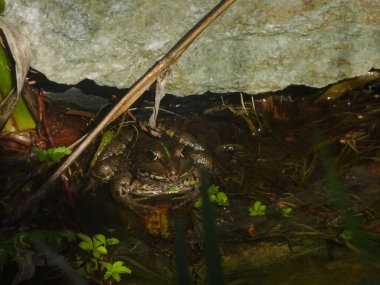 Kahverengi ve yeşil kurbağa göletten suda oturur.