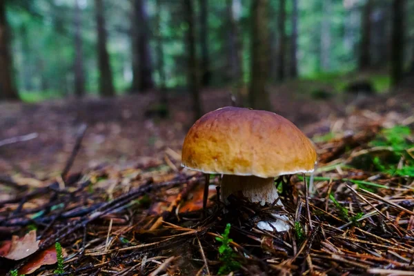 秋の森の床に針の間に茶色の頭を持つ美しい新鮮なキノコ — ストック写真