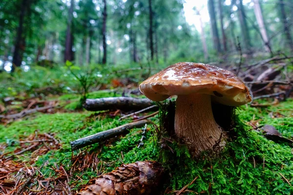 秋に森の緑の苔で覆われた美しいキノコ — ストック写真