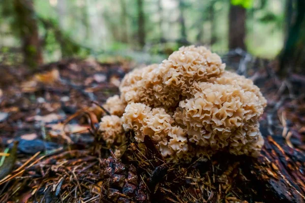 Fungo Fresco Gallina Riccia Sul Pavimento Della Foresta Autunno — Foto Stock