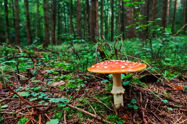 Toadstool Tóxico Chão Floresta Enquanto Caminhadas — Fotografia de Stock