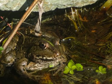 Suda kurbağa ve bitkiler yakın görüş