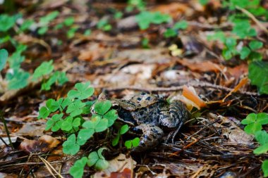 Küçük kurbağa oturur ve orman zemininde saklanır yoncaların arasında