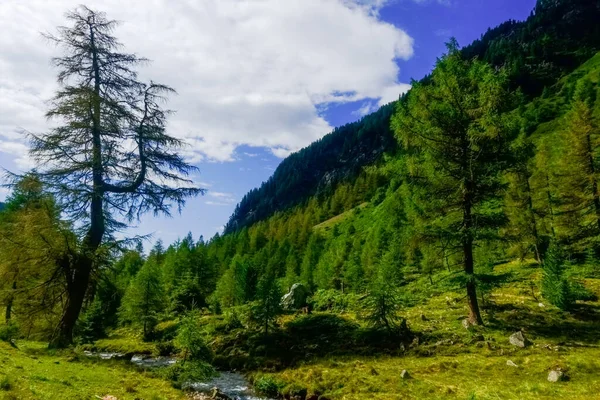 Bellissimi Alberi Una Valle Montagna Estate Vacanza — Foto Stock