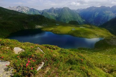 Dağlarda mavi göllerle yürürken çayırdaki güzel kırmızı çiçekler. 